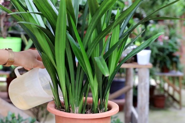 墨兰11月份没有花苞怎么处理,需增加光照