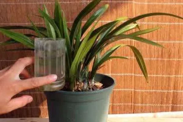 墨兰11月份没有花苞怎么处理,需增加光照