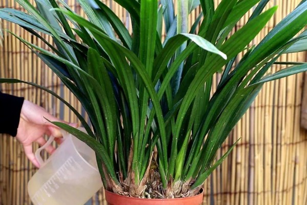 墨兰11月份没有花苞怎么处理,需增加光照