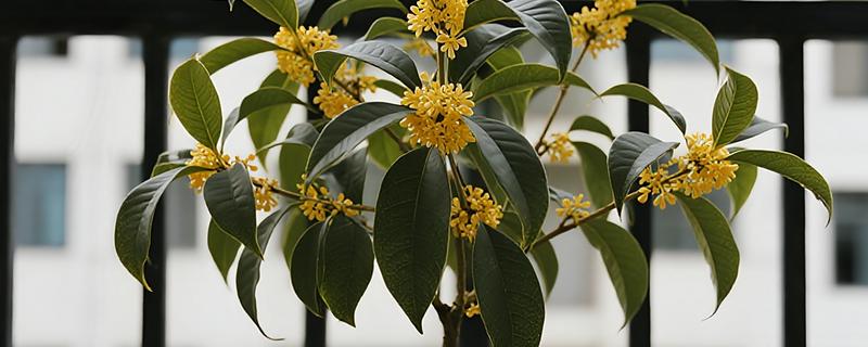 桂花树的栽培方式，适合种植在微酸性土壤中