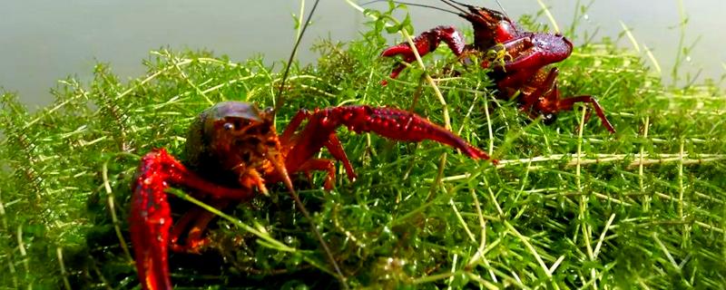 养小龙虾水要多深何时，最好在1.5米左右