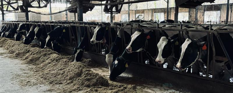奶牛围产期的饲养管理方法，要控制好精饲与粗饲的平衡