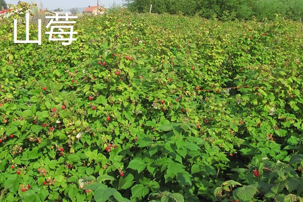 山莓与覆盆子的区别,生长地和食用方法不同