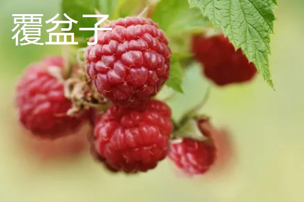 山莓与覆盆子的区别,生长地和食用方法不同