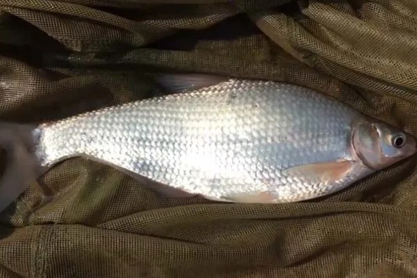 大眼鳊鱼的简介,一般是指大眼华鳊