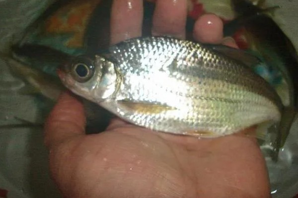 大眼鳊鱼的简介,一般是指大眼华鳊