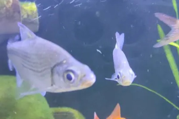 大眼鳊鱼的简介,一般是指大眼华鳊