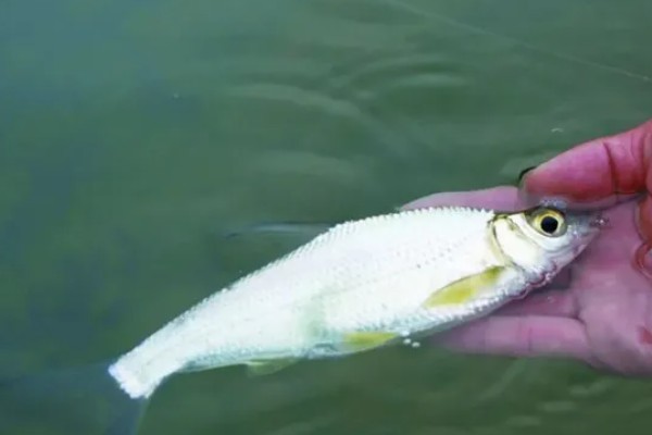 大眼鳊鱼的简介,一般是指大眼华鳊