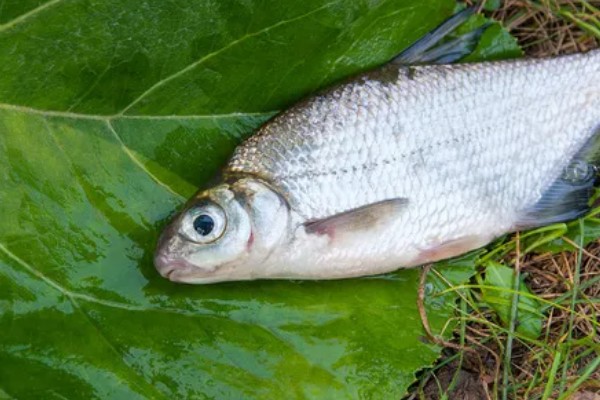 大眼鳊鱼的简介,一般是指大眼华鳊