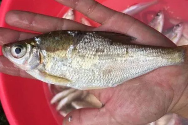 大眼鳊鱼的简介,一般是指大眼华鳊