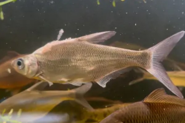 大眼鳊鱼的简介,一般是指大眼华鳊