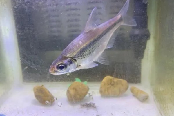 大眼鳊鱼的简介,一般是指大眼华鳊