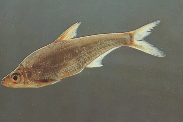 大眼鳊鱼的简介,一般是指大眼华鳊