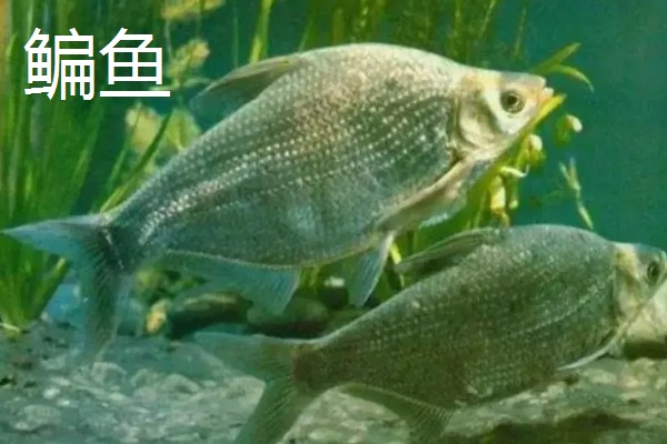 大眼鳊鱼的简介,一般是指大眼华鳊