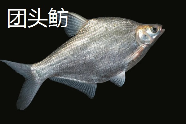 大眼鳊鱼的简介,一般是指大眼华鳊