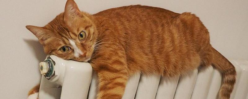 避免猫咪着凉发抖的方法，为它提供温暖的小窝可避免感冒