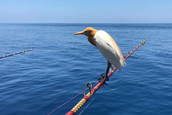 海钓钓组的搭配及注意事项，拖钓钓组是海钓常用的钓组