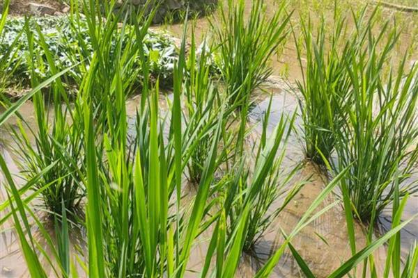 茭白如何反季节栽培，出苗后保持2厘米的水层