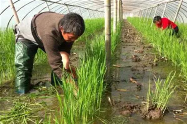 茭白如何反季节栽培，出苗后保持2厘米的水层