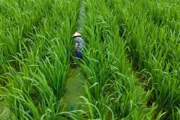 茭白如何反季节栽培，出苗后保持2厘米的水层