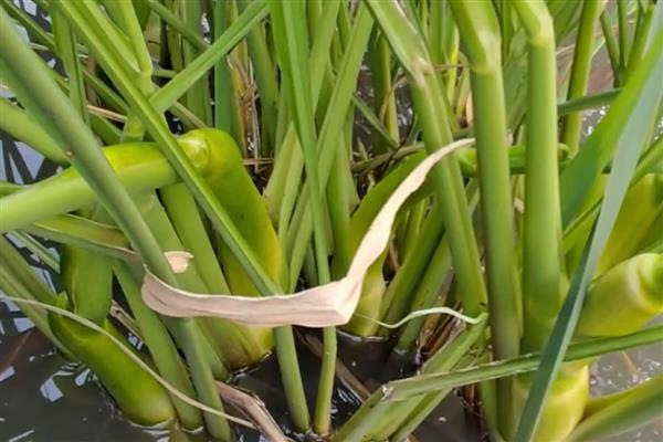 茭白如何反季节栽培，出苗后保持2厘米的水层