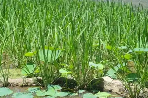 茭白如何反季节栽培，出苗后保持2厘米的水层