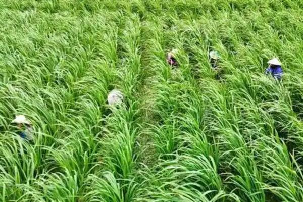 茭白如何反季节栽培，出苗后保持2厘米的水层