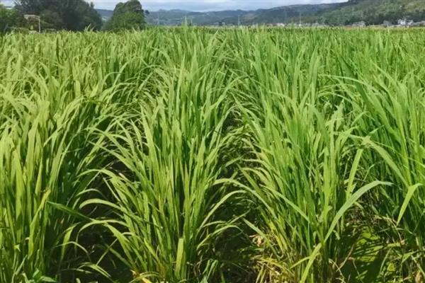 茭白如何反季节栽培，出苗后保持2厘米的水层