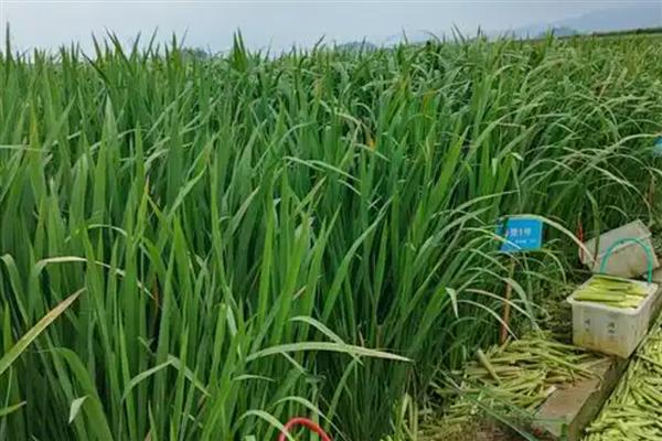 茭白如何反季节栽培，出苗后保持2厘米的水层