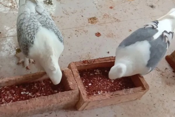 鸽子吃玉米的好处，可以提供能量和热量