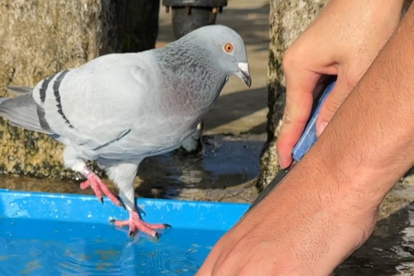 鸽子吃玉米的好处，可以提供能量和热量