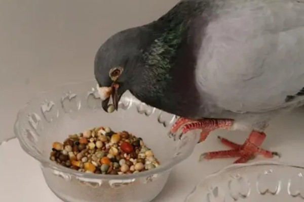 鸽子吃玉米的好处，可以提供能量和热量