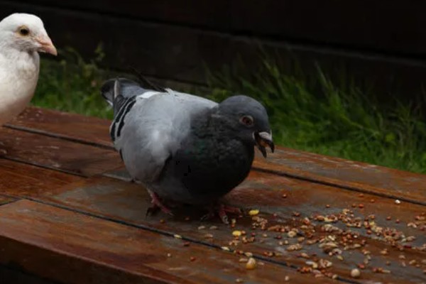 鸽子吃玉米的好处，可以提供能量和热量