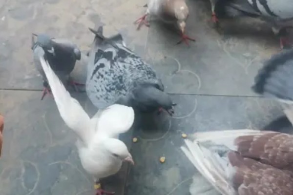 鸽子吃玉米的好处，可以提供能量和热量