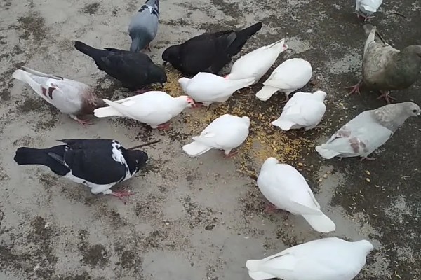 鸽子吃玉米的好处，可以提供能量和热量