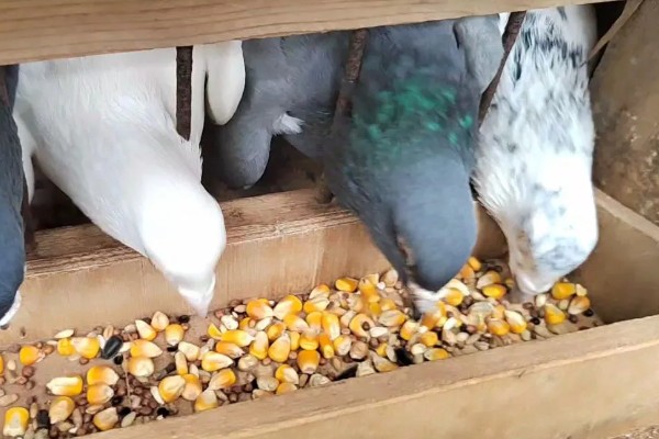 鸽子吃玉米的好处，可以提供能量和热量