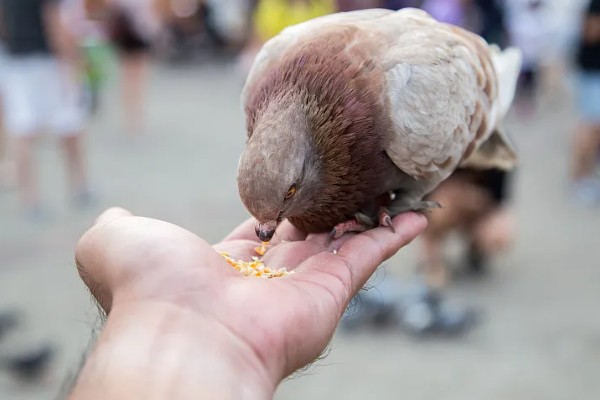 鸽子吃玉米的好处，可以提供能量和热量