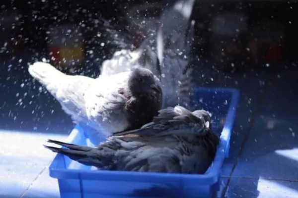 鸽子吃玉米的好处，可以提供能量和热量