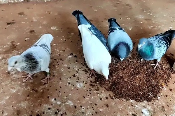 鸽子吃玉米的好处，可以提供能量和热量