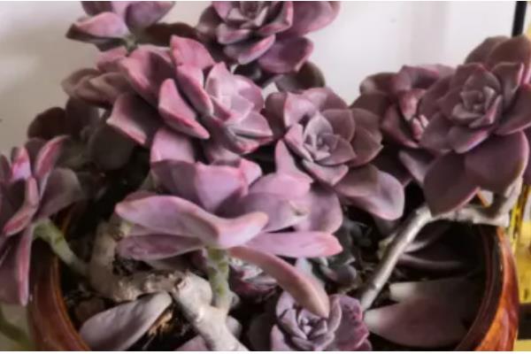 紫乐可以暴晒吗,紫乐不能暴晒