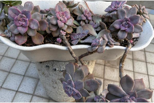 紫乐可以暴晒吗,紫乐不能暴晒