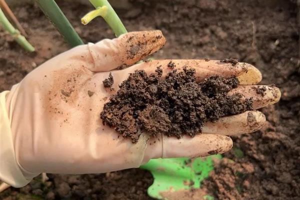 虎皮兰怎么养殖,生长期间多浇水