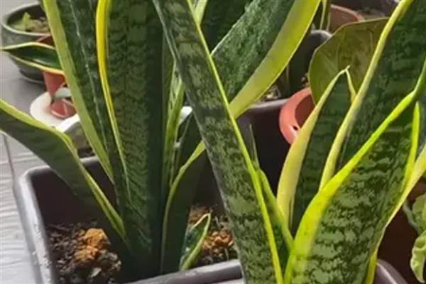 虎皮兰怎么养殖,生长期间多浇水