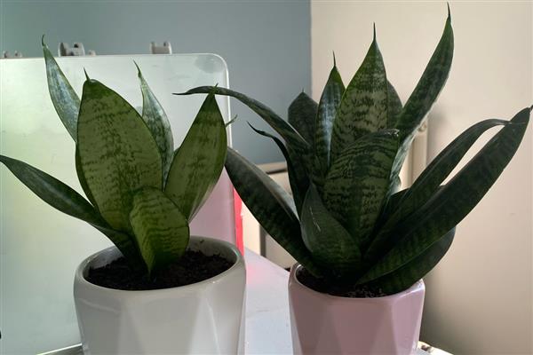 虎皮兰怎么养殖,生长期间多浇水