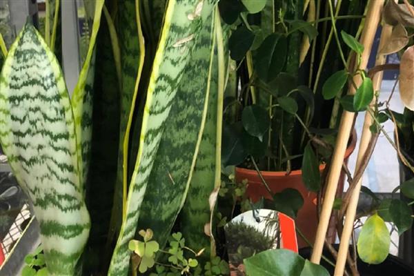 虎皮兰怎么养殖,生长期间多浇水