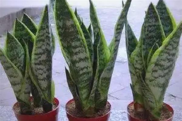 虎皮兰怎么养殖,生长期间多浇水