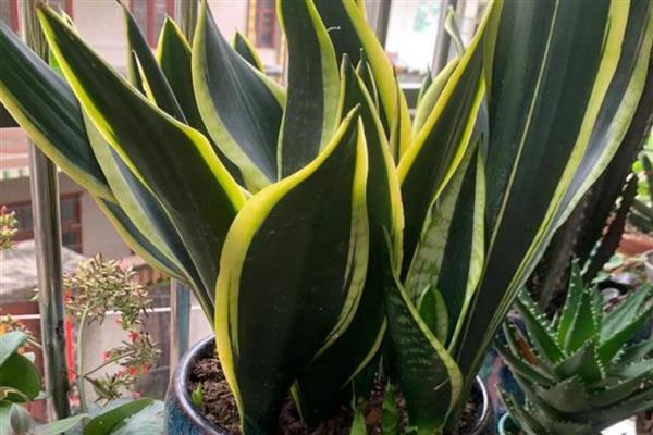 虎皮兰怎么养殖,生长期间多浇水