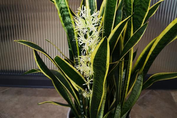 虎皮兰怎么养殖,生长期间多浇水