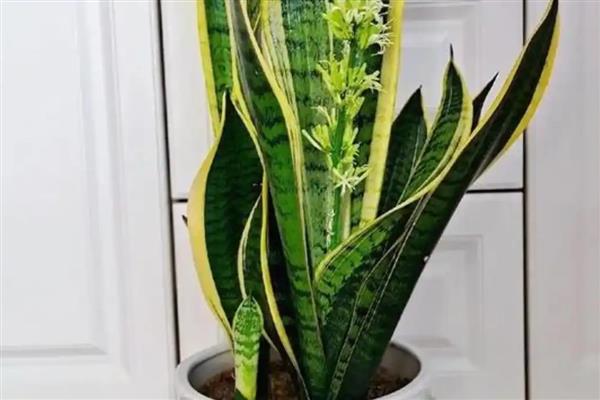 虎皮兰怎么养殖,生长期间多浇水