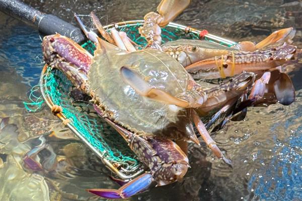 梭子蟹怎么养殖，8-9月份每隔1-2天换一次水